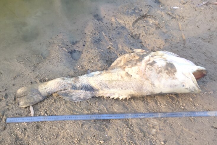 A ruler next to a dead Murray Cod on the banks of the Lower Darling.