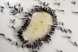 Ants gather around spilled custard in the kitchen of a house
