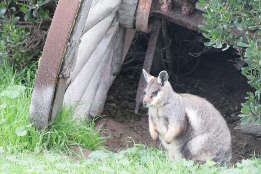 A rock wallaby sheltering under a big wagon wheel in a green shrub.