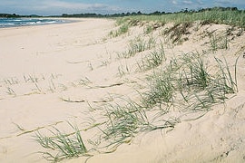 sand dune