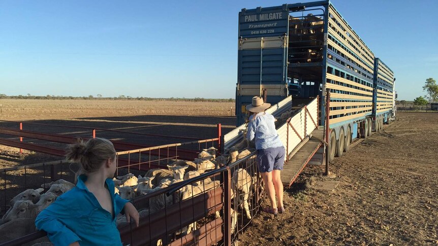 A woman loads sheep into a truck with help from her daughter.