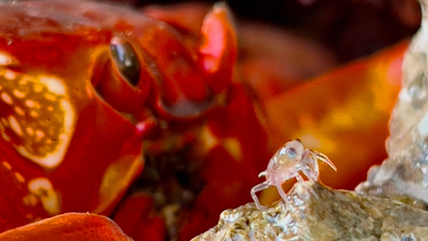 An adult and baby red crab.