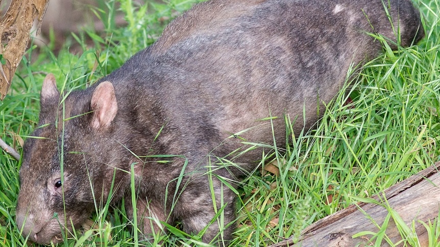 Female wombat following successful treatment for mange.