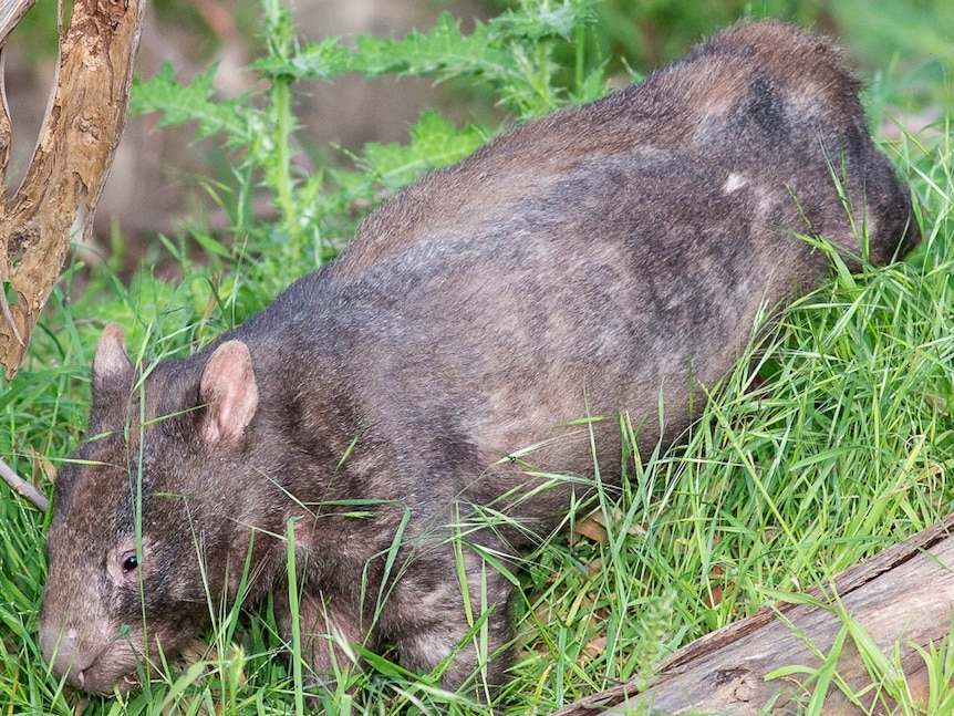 Female wombat following successful treatment for mange.