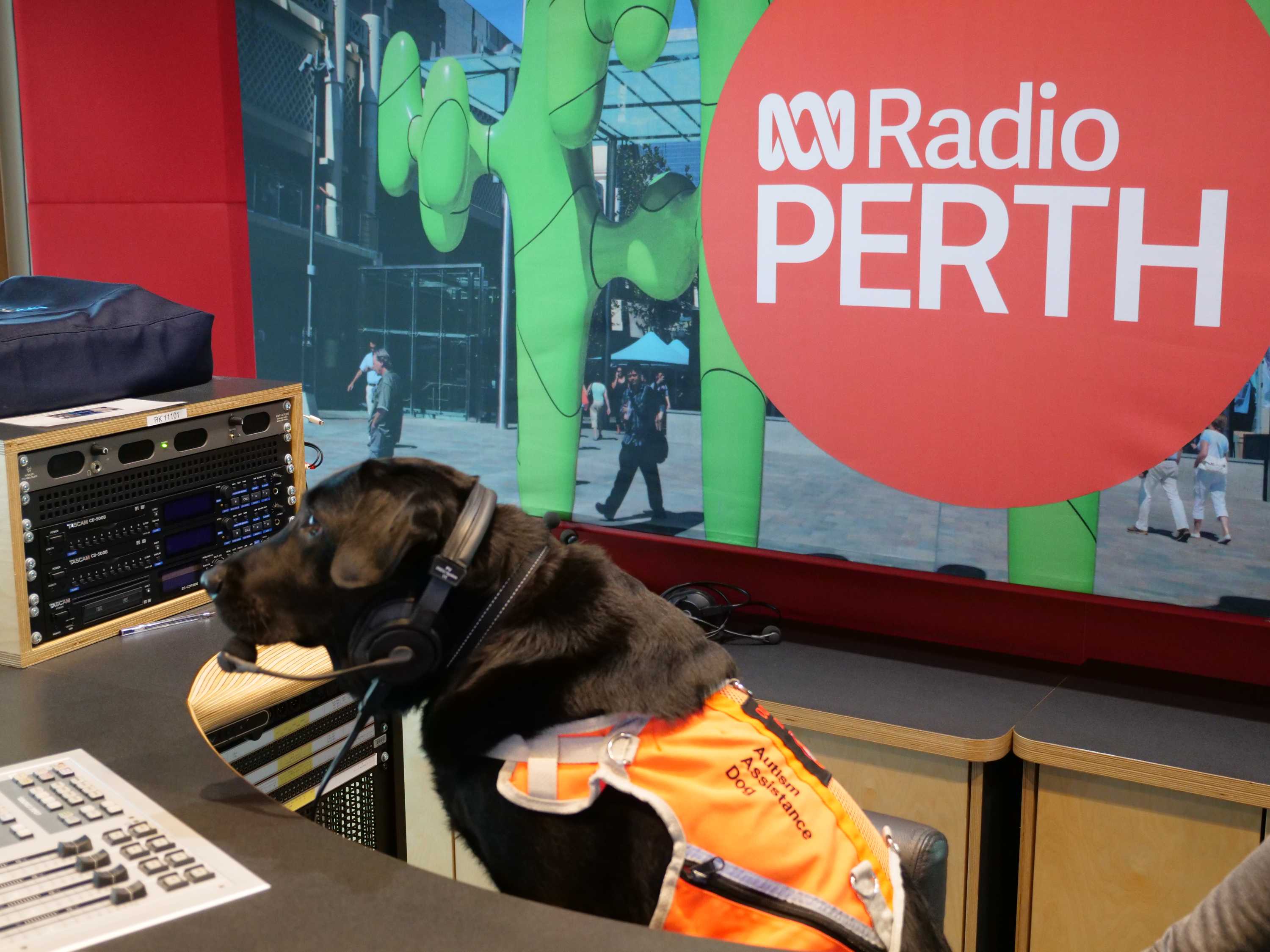 What does it take to make it as an autism assistance dog? - ABC listen