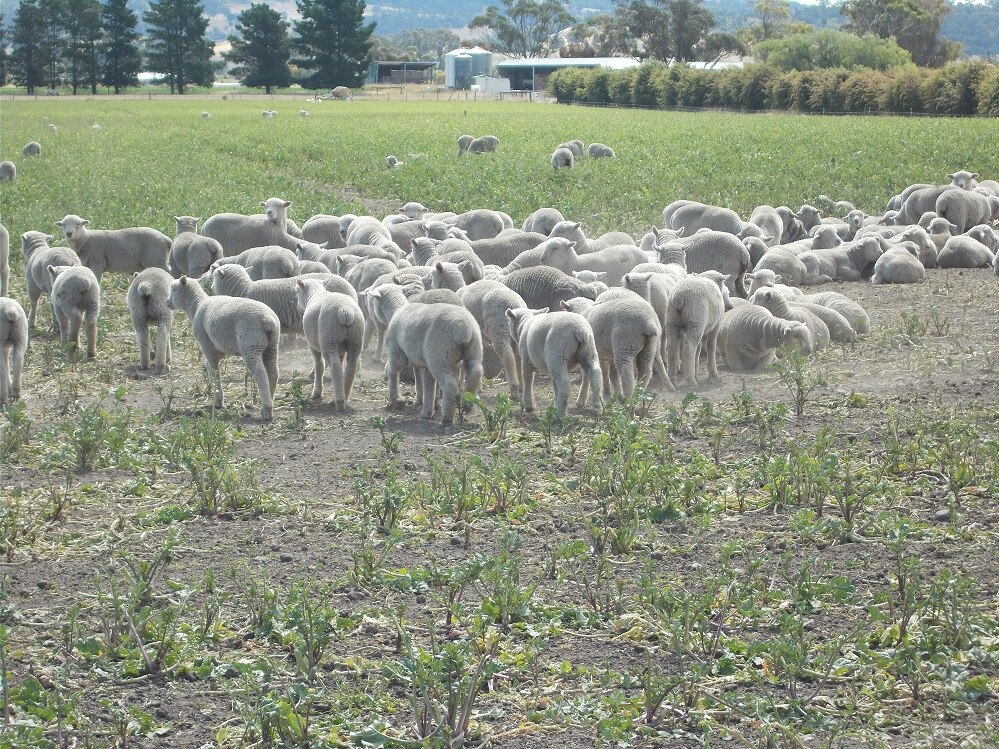 Sheep and lambs being left behind at Saleyards - ABC listen