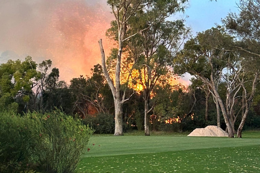 Orange flames and smoke behind gum trees with a mown grass area in foreground.
