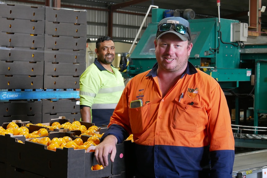 A labourer and farmer stand in a packing shed next to boxes of mandarins.