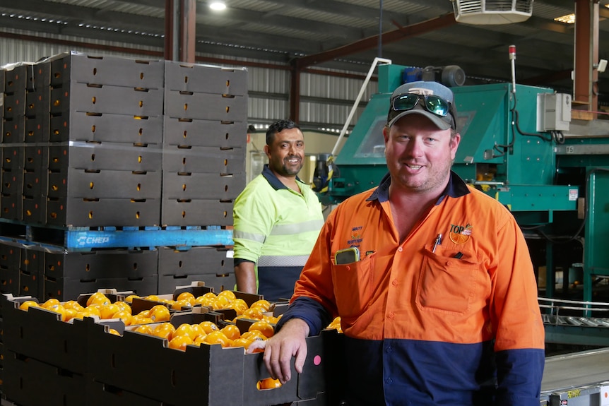 A white man, Matthew Benham, in an orange shirts stands in a citrus packing shed with a South East Asian Australian worker.