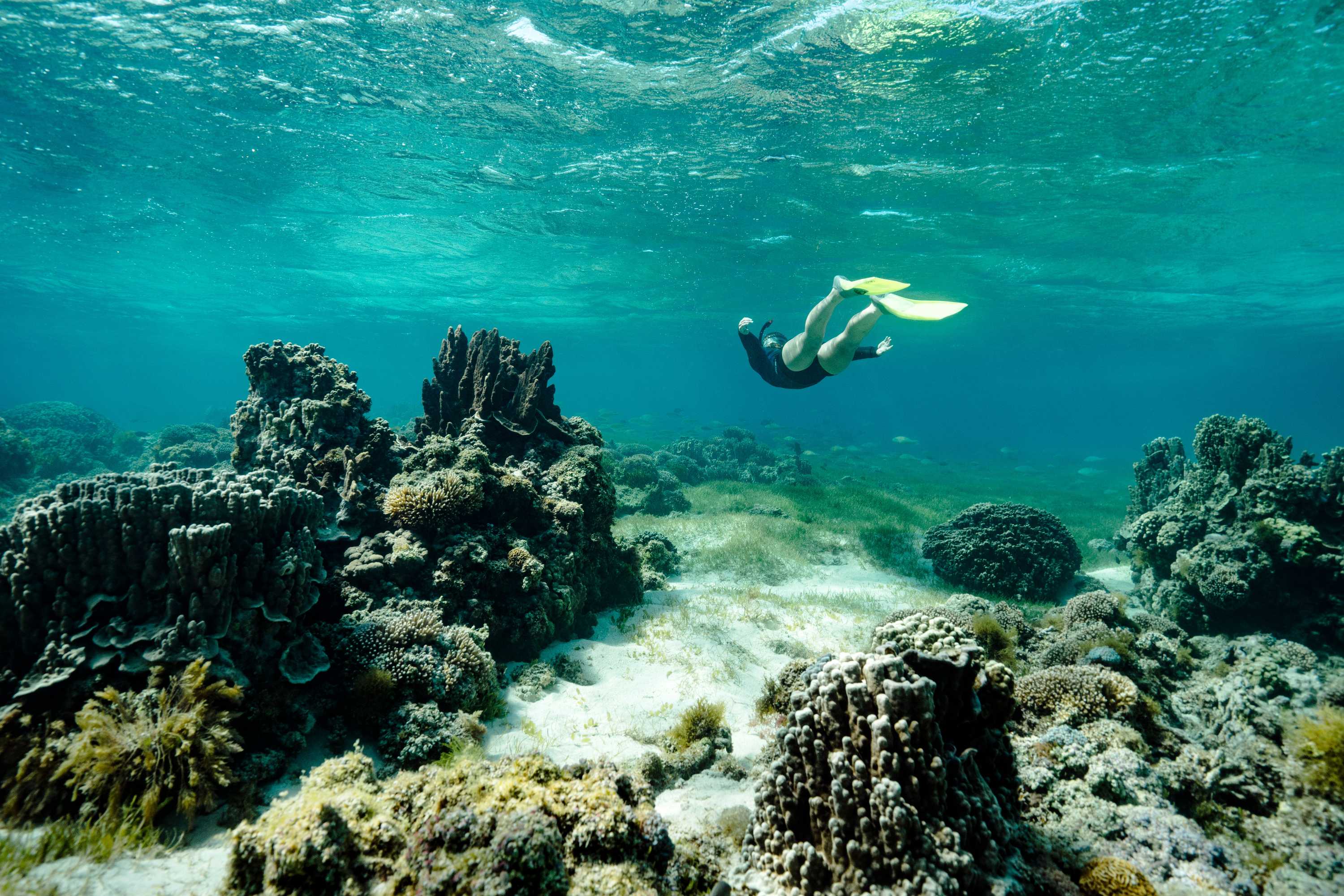 Lord Howe Island population doubles as tourists descend after COVID ban ends ABC News
