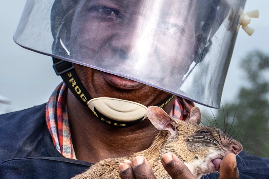 Vendeline Shirima, (Mine Detection Rat Technical Advisor from Tanzania) with one of the APOPO rats.