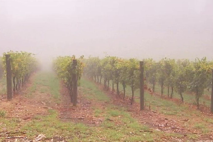 A vineyard in the rain, with rows of vines disappearing into the mist.