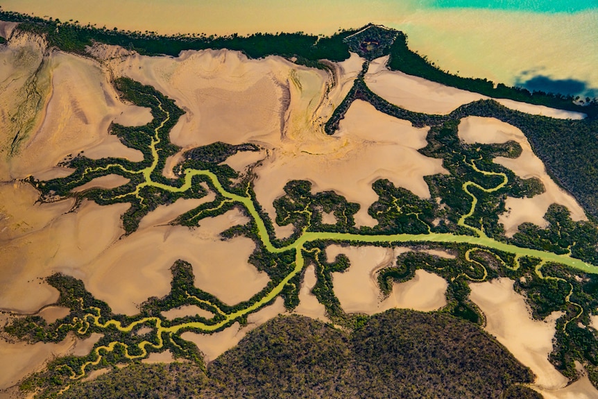Aerial of the arterial flow of a mangrove-lined creek