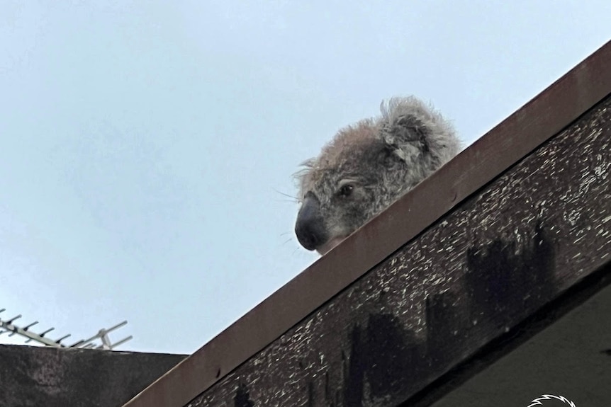 A koala, looking bedraggled, on a roof top in Sydney.