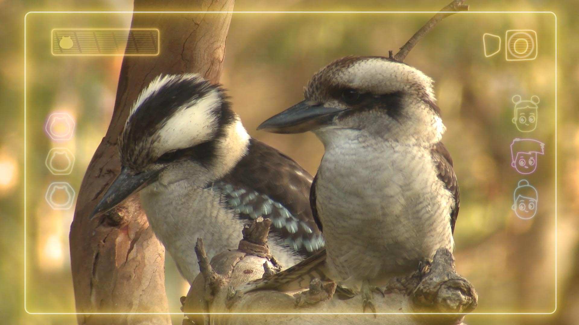 The Wonder Gang: How do you say in Wiradjuri - Birds - ABC Kids