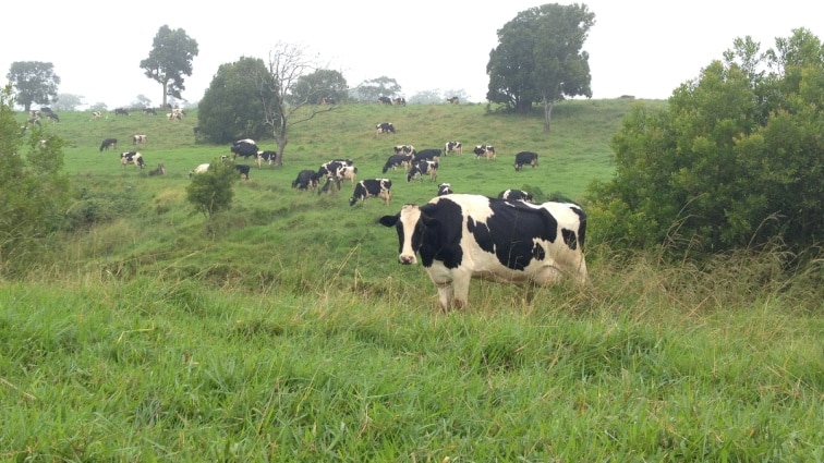 Holstein dairy cows grazing