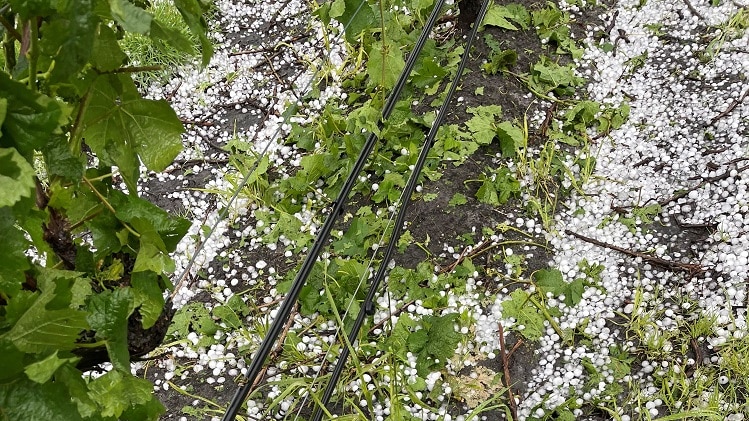 Large hail stones have caused damage to grape vines in the Huon Valley