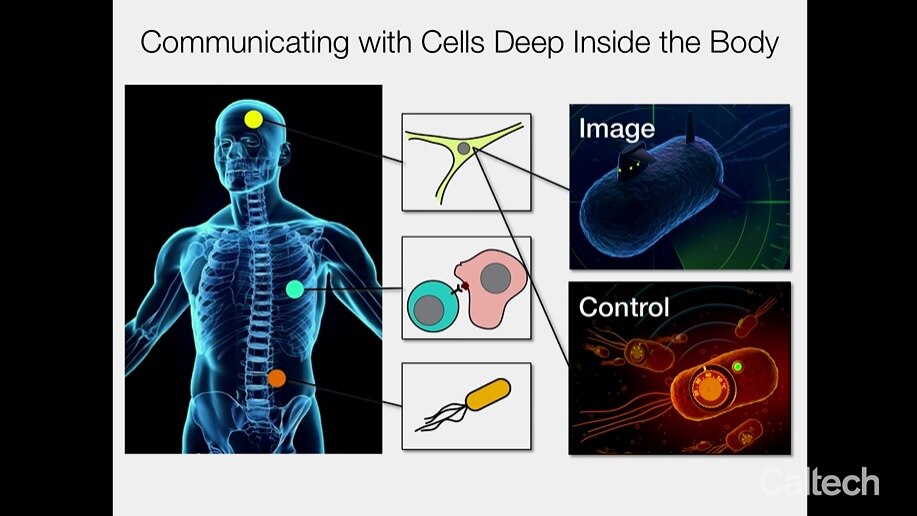 Designer immune cells attack tumors in response to sound - ABC listen