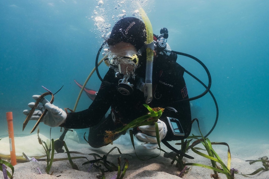 An underwater shot of person in scuba gear planting seagrass.