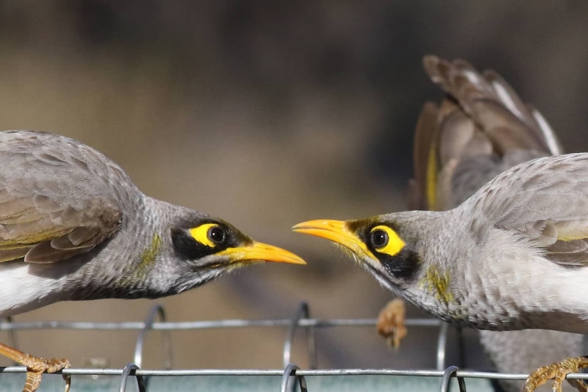 Two gray and yellow birds facing each other