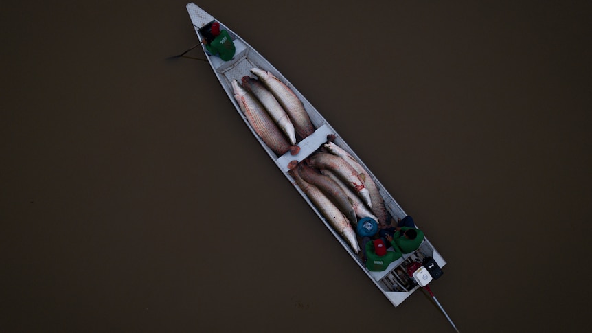 aerial view of boat packed with fish on the river 