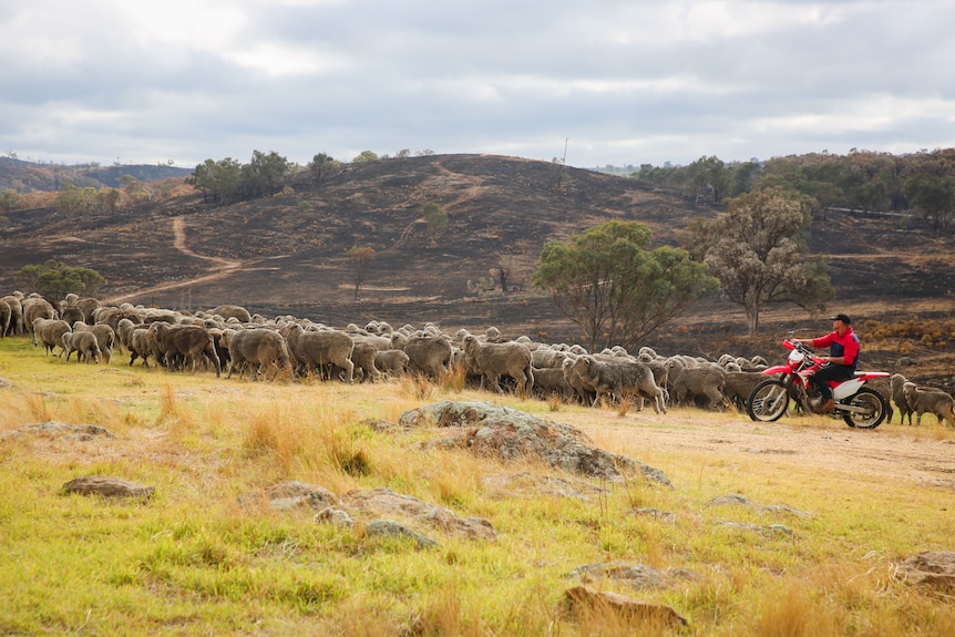 A burnt background, with sheep being herded by a man in red on a motorbike.