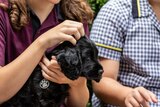 Cocker spaniel puppy a trainee therapy dog in the arms of students at Varsity College