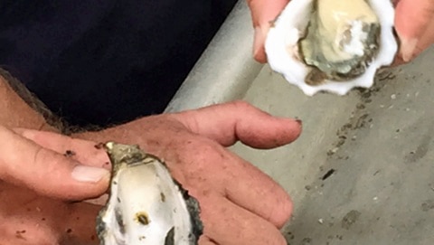 Oyster with POMS  beside a healthy oyster