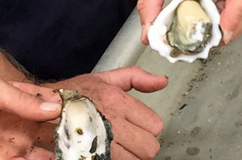 Oyster with POMS  beside a healthy oyster