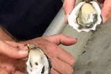 Oyster with POMS disease and a healthy oyster