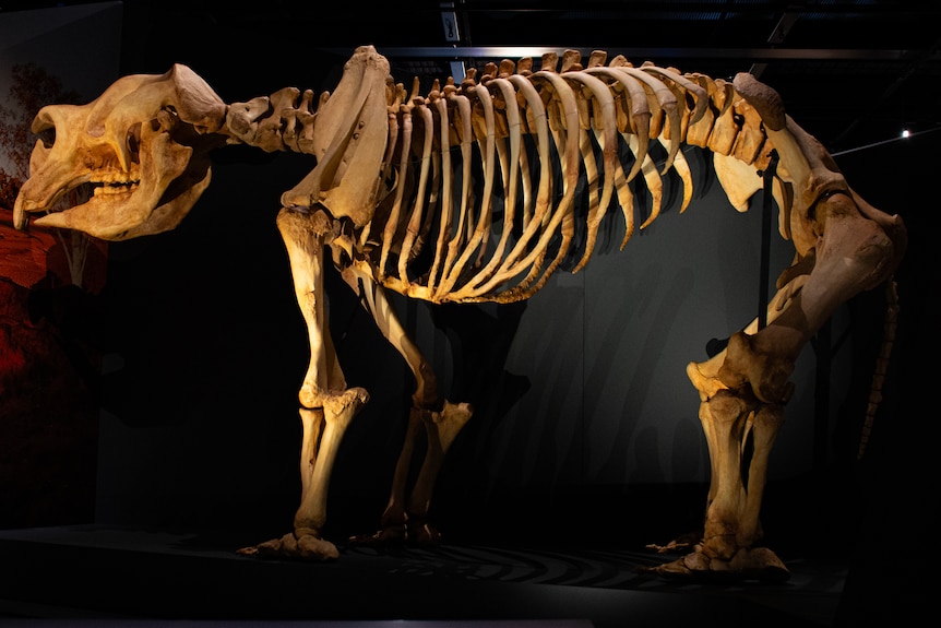 Skeleton of large animal in a dark museum