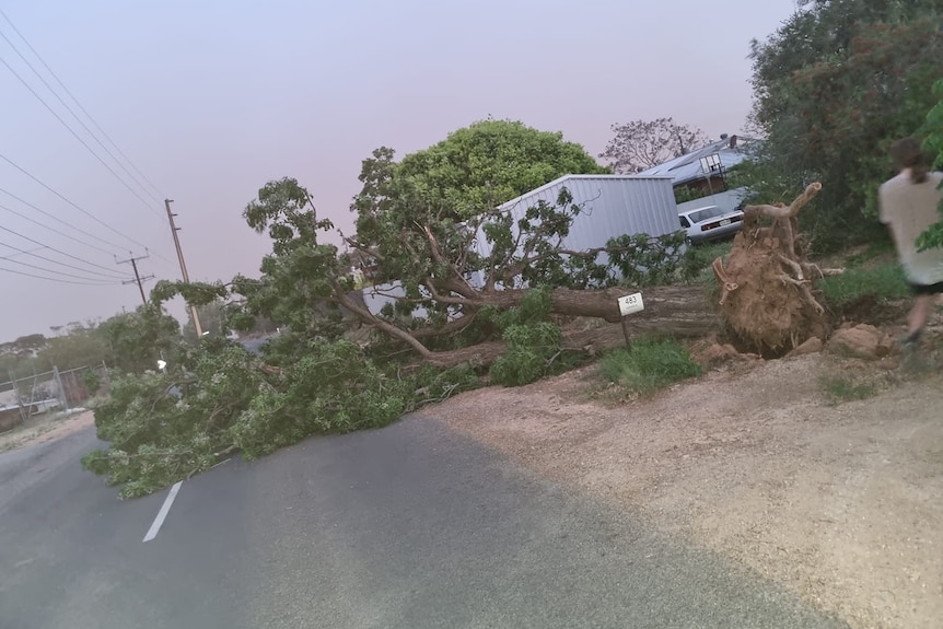 A tree lies uprooted, and blocking a road just before sunset.