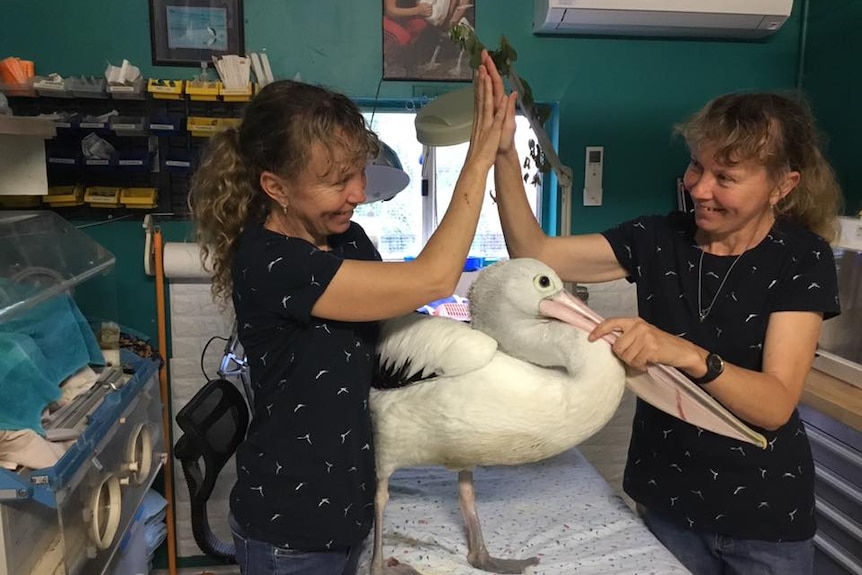 Two women in identical outfits stand next to a pelican while high-fiving each other