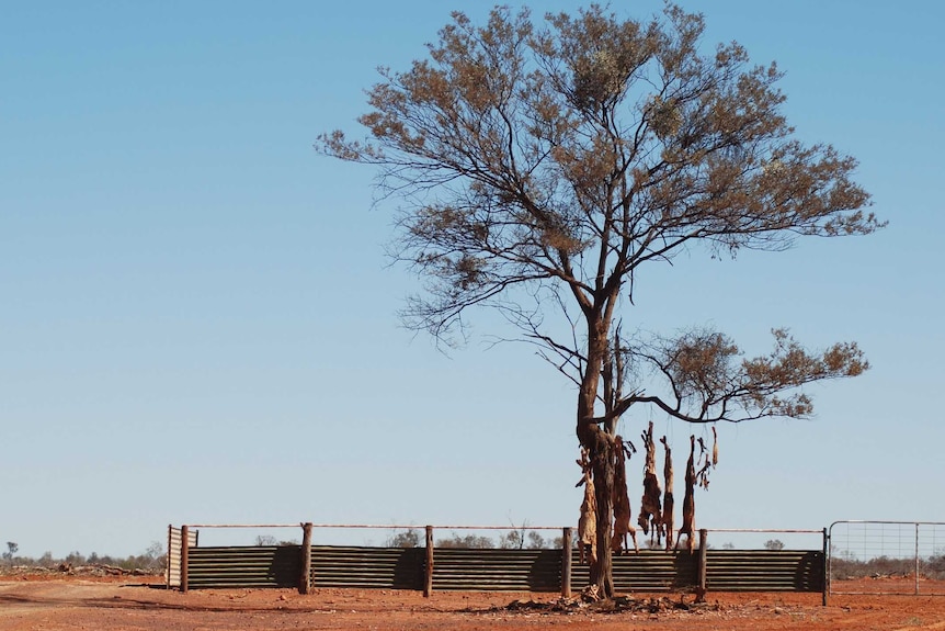 At least five dead dogs hang from a tree by a fence at Boran Station, Quilpie in south west Queensland