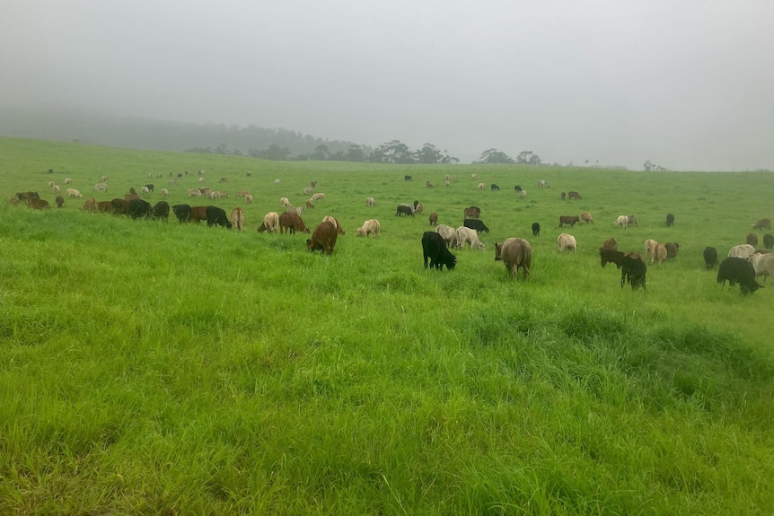 Dozens of cows standing in a lush green field, with rainy skies overhead.