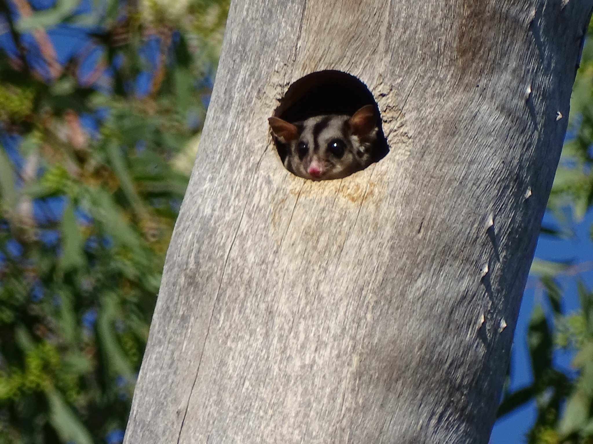 Tasmanian Government plan to kill sugar gliders to save swift parrots gets  cool reception - ABC News