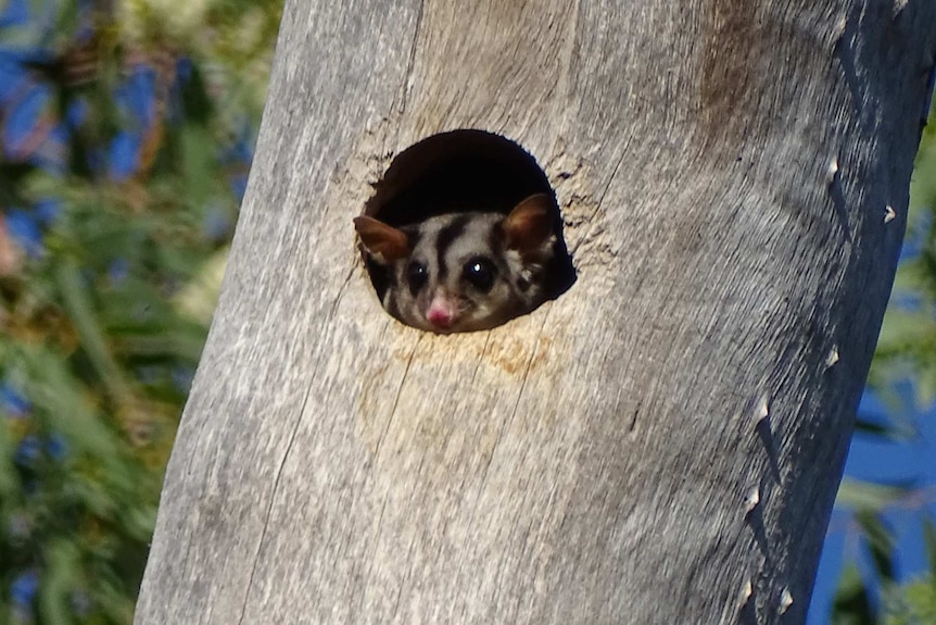 A sugar glider uses a man-made tree hollow