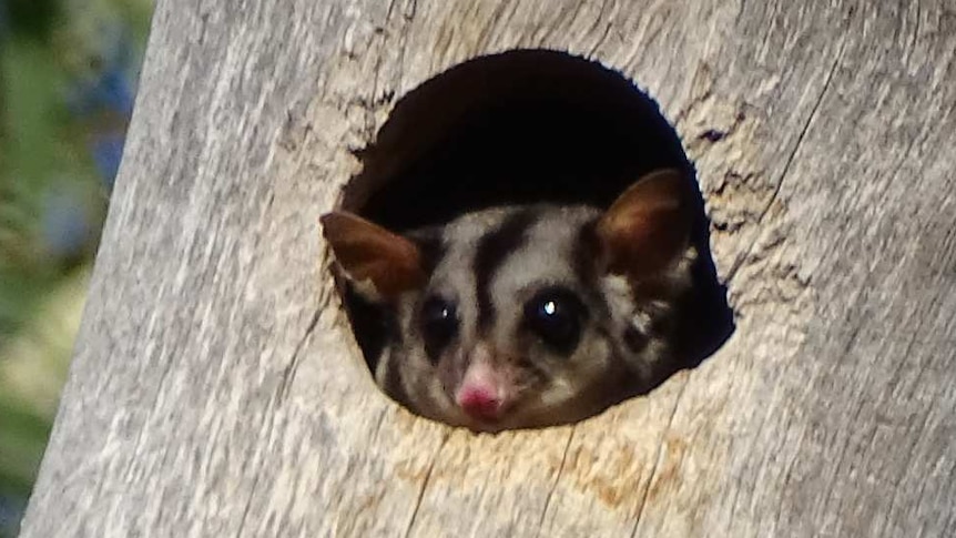 A sugar glider uses a man-made tree hollow