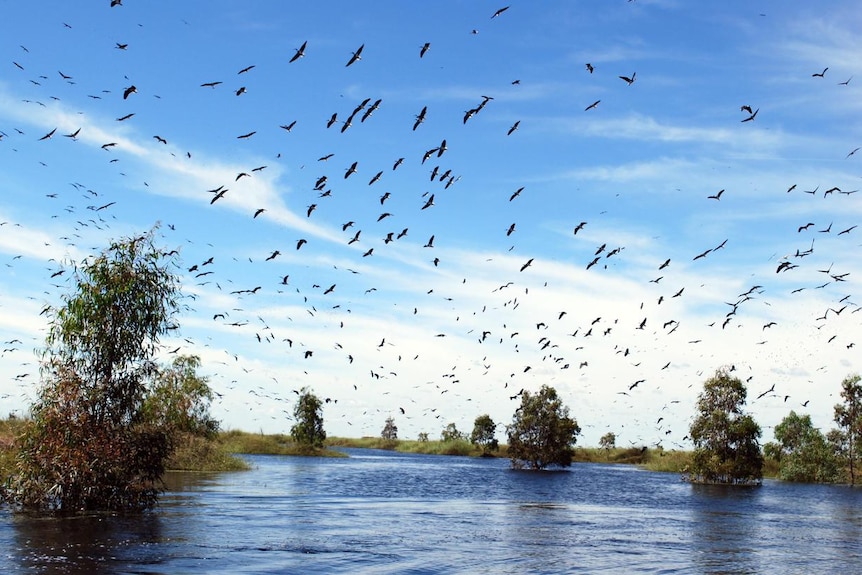 Birds take to the air at the Lowbidgee wetlands on the Murrumbidgee River, 1/12/10 (ABC News: Sarah Clarke)