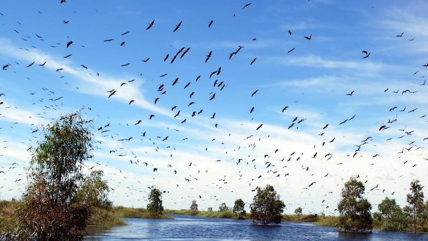 Birds take to the air at the Lowbidgee wetlands on the Murrumbidgee River, 1/12/10 (ABC News: Sarah Clarke)