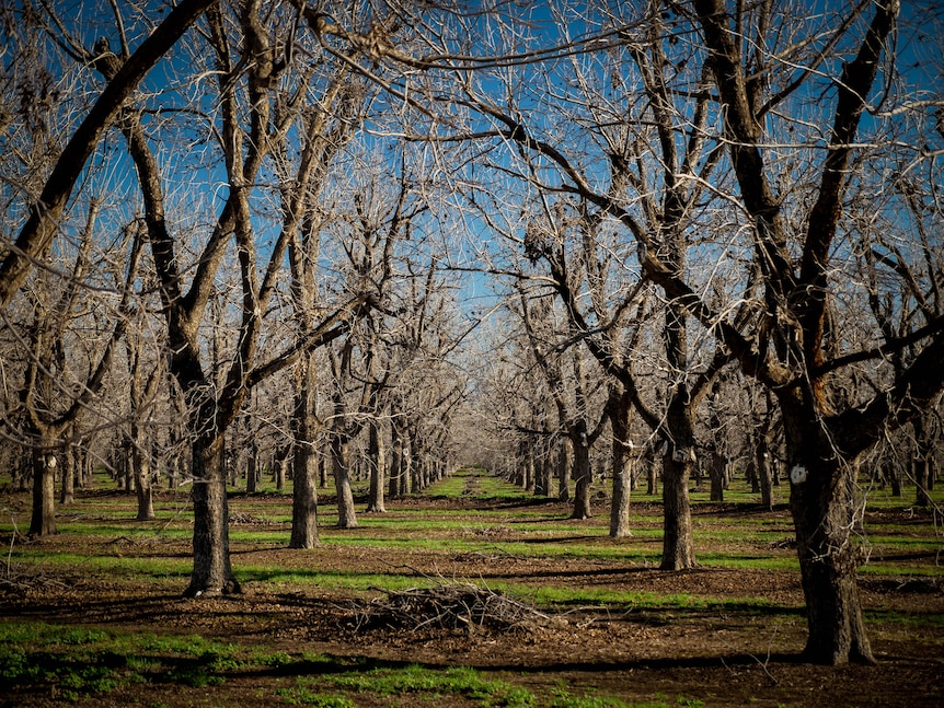 Winter pecan trees