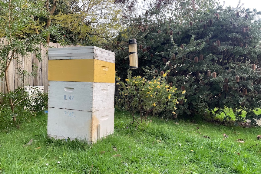 lone stack of beehives in a backyard
