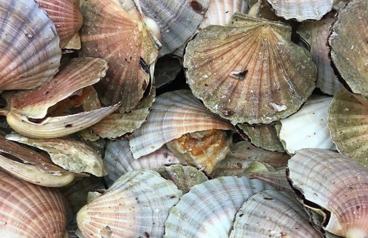 The catch from King Island scallops straight off the boat that morning from Devonport