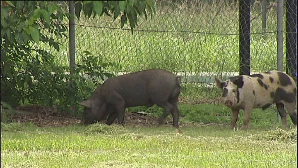 Fugitive pigs shot by Darwin police - ABC News