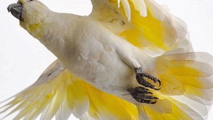 A cockatoo in flight, photographed from underneath.