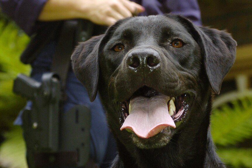 A police officer stands behind a Labrador sniffer dog