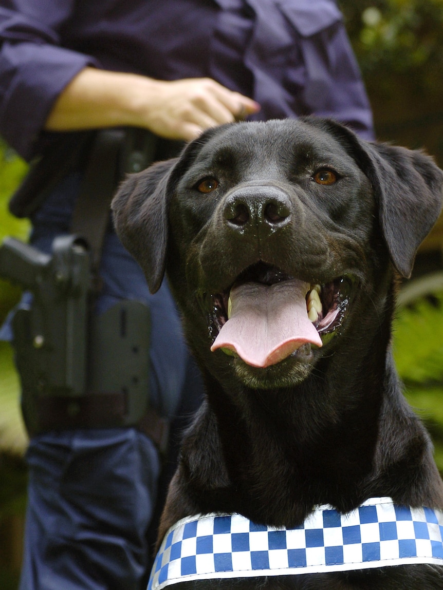 A police officer stands behind a Labrador sniffer dog (AAP: Dave Hunt)