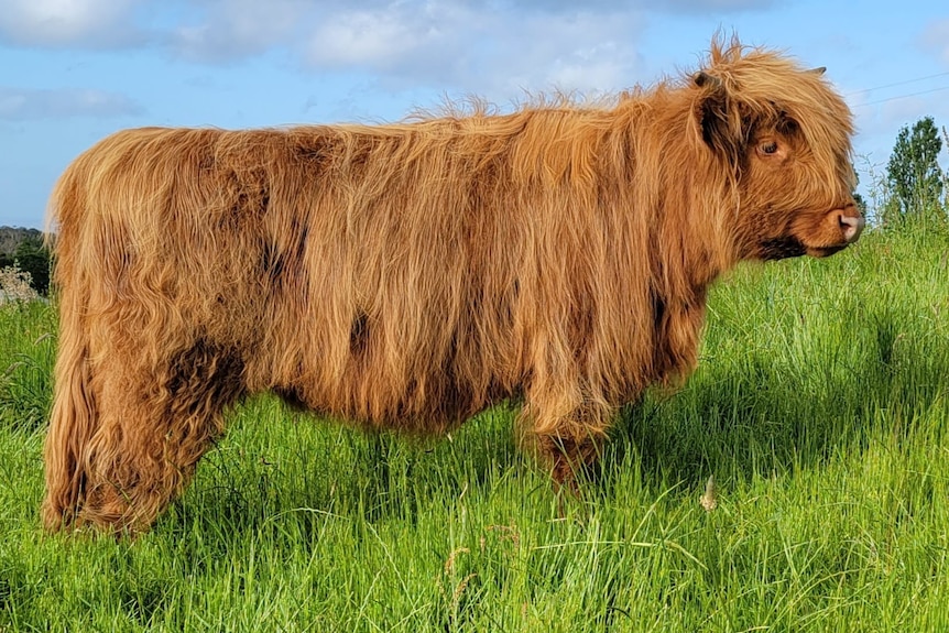 A red highland cow standing in grass paddock