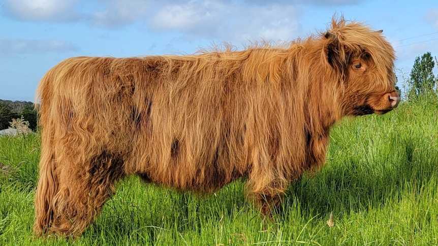 A red highland cow standing in grass paddock