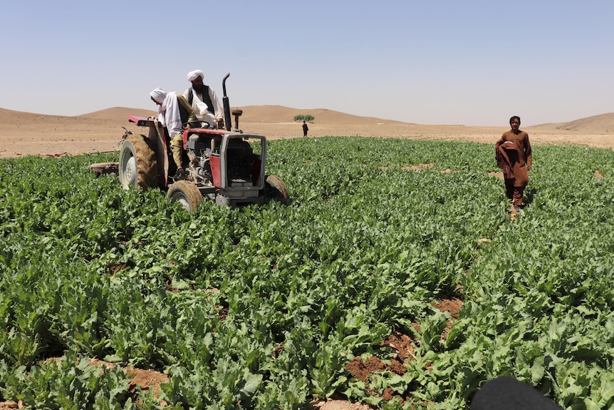 People on a tractor in a poppy field. 